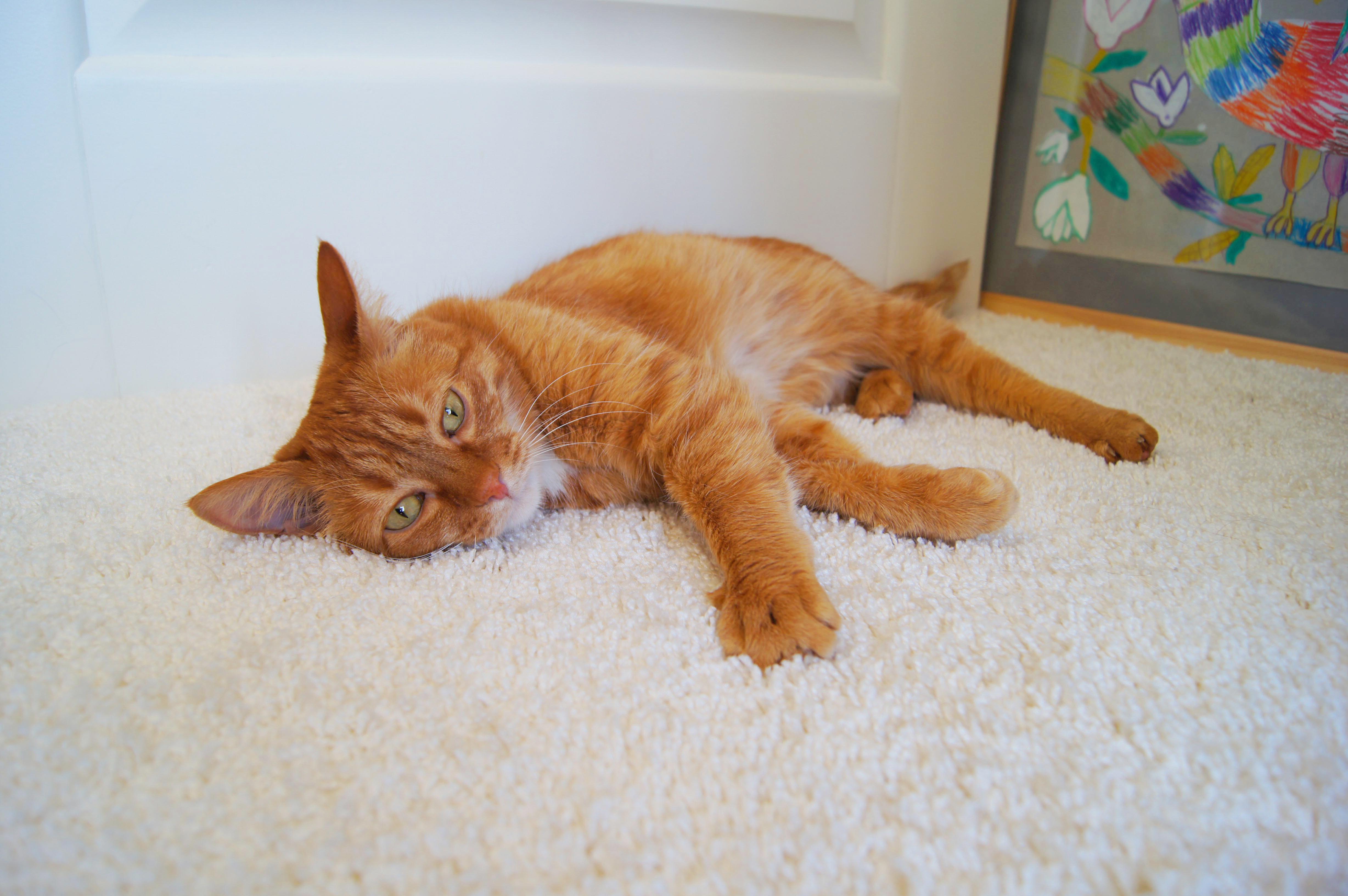 Ковролин "Зартекс" Amarena 140 бежевый (4м) — купить в Нефтекамске